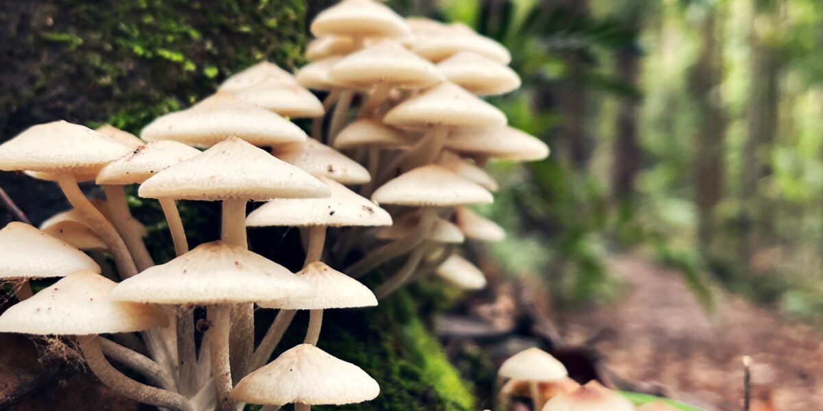 Do mushrooms have superpowers Here's what the science says