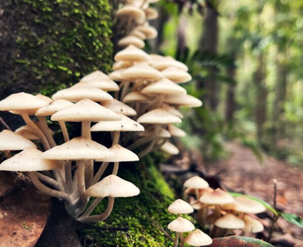 Do mushrooms have superpowers Here's what the science says