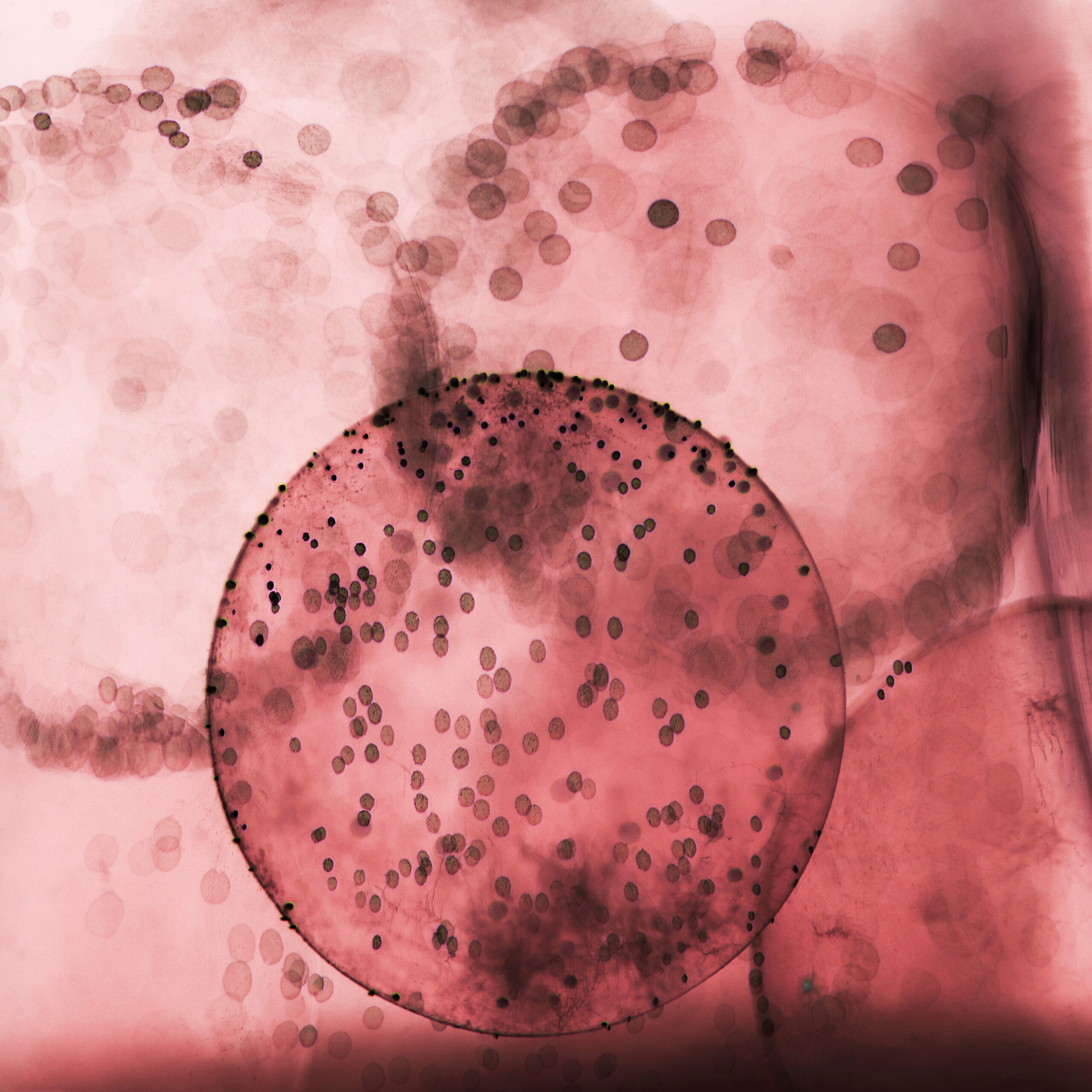 Do these common cough remedies actually work?