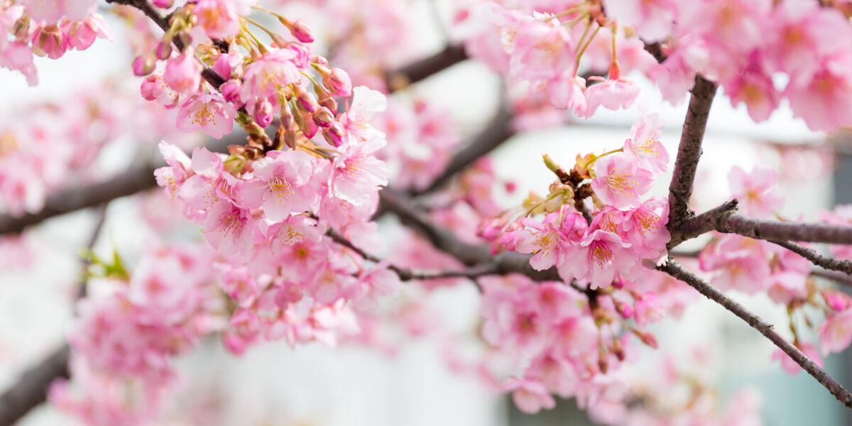 Kent's cherry tree blossom links to Japan