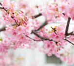 Kent's cherry tree blossom links to Japan