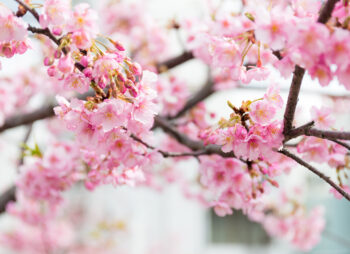 Kent's cherry tree blossom links to Japan