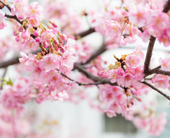 Kent's cherry tree blossom links to Japan